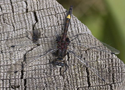 yellow spotted white face dragonfly.jpg