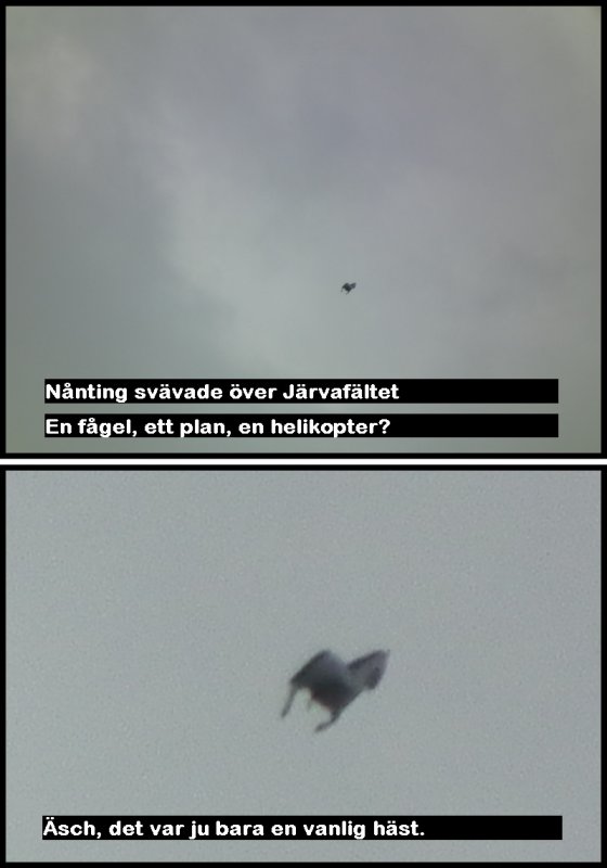 Rovfgel wide och zoomad.jpg