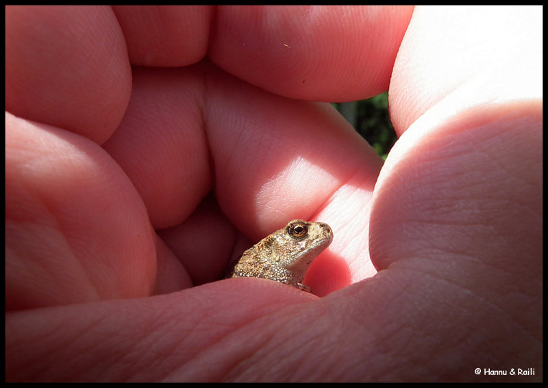 DSCF6969 Little frog.jpg