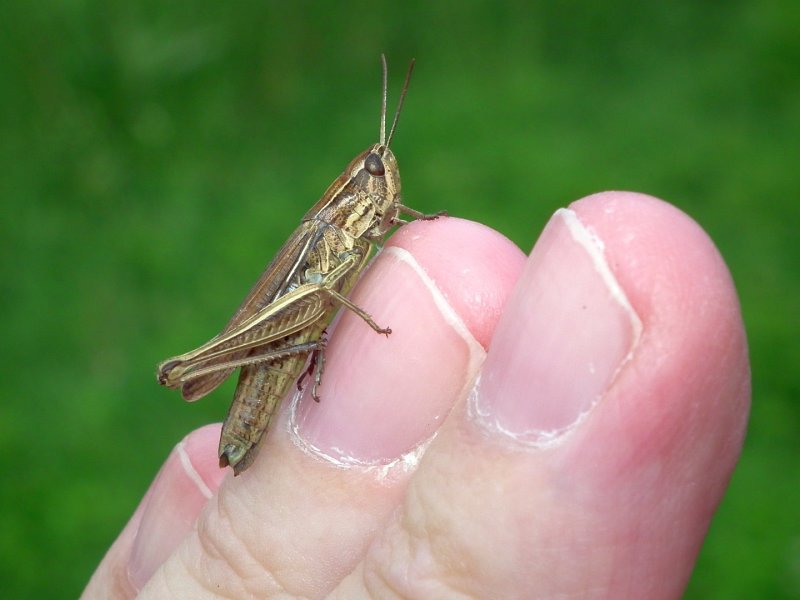 DSCF1398 Grasshopper.jpg