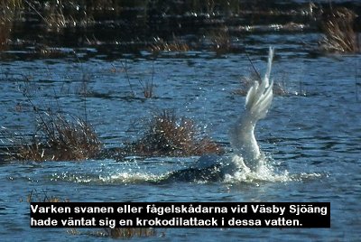 S0010866 Crocodile Attack.jpg
