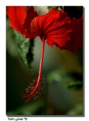 Hibiscus rouge ...