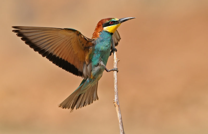   - Bee Eaters.jpg