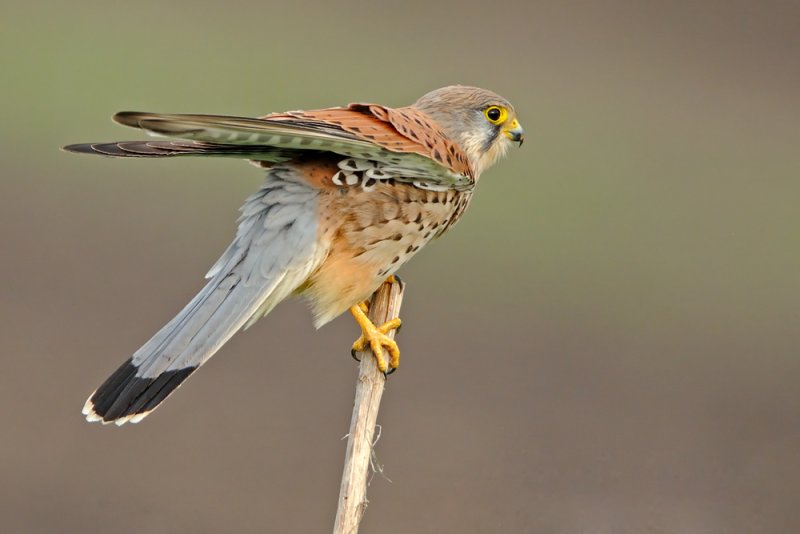 Falcon - בז