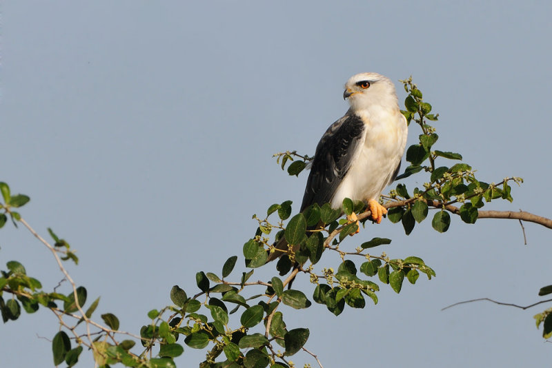 Black-winged Kite