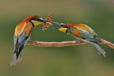 bee_eaters_