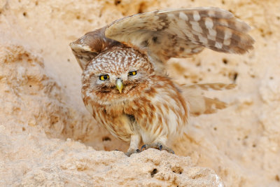 DSC_7842.jpg