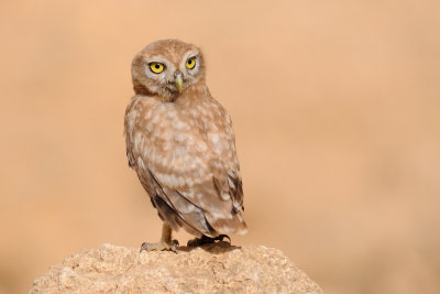 DSC_8524.jpg