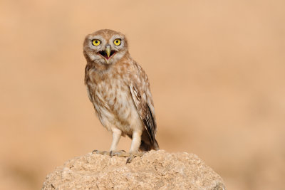 DSC_8550.jpg