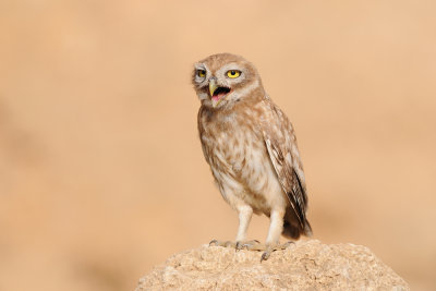 DSC_8554.jpg