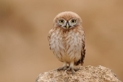 DSC_8635.jpg