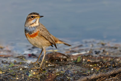 bluethroat