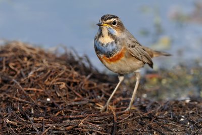   - bluethroat.jpg