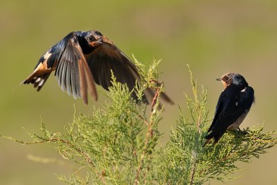 Barn Swallow - סנונית הרפתות