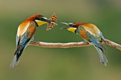 Bee Eaters