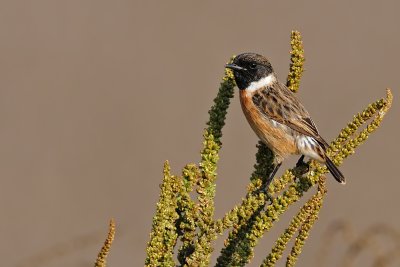 stonechat -    