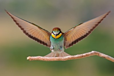 Bee Eaters -  