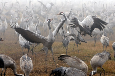 Cranes - 