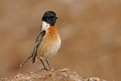 stonechat - .jpg