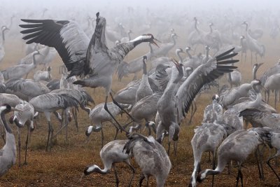 Cranes - 