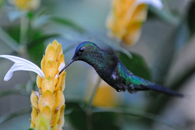 Colibri 