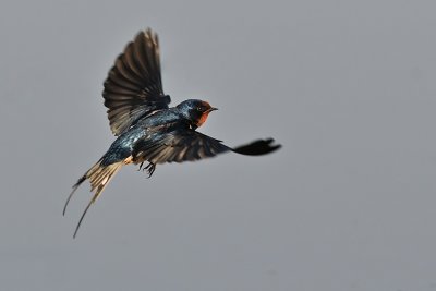 barn_swallow