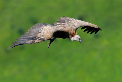    -  griffon vulture