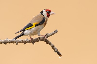 goldfinch