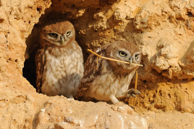  little_owl - כוס החורבות