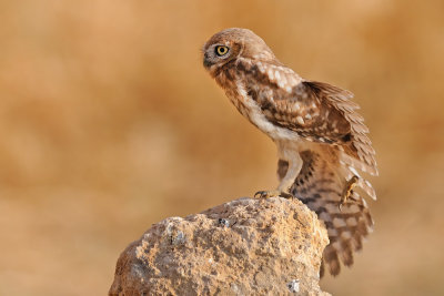  little_owl - כוס החורבות