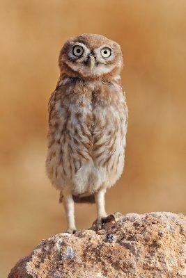 little_owl_