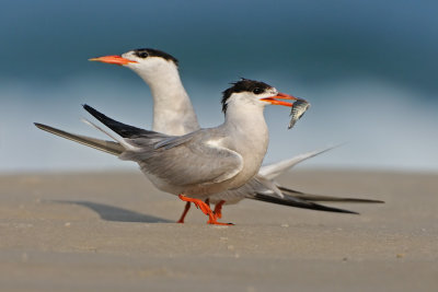 Common Tern - שחפית ים