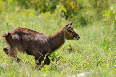 Antelope - אנטילופה