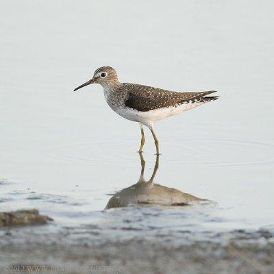 Solitary Sandpiper