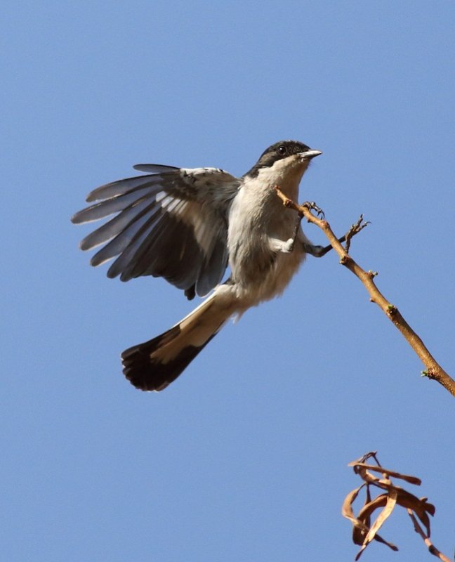 Fiscal Flycatcher