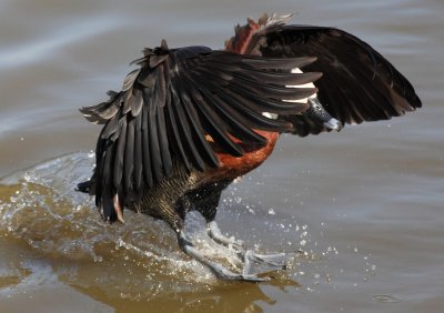 The natural art of applying the landing brakes.