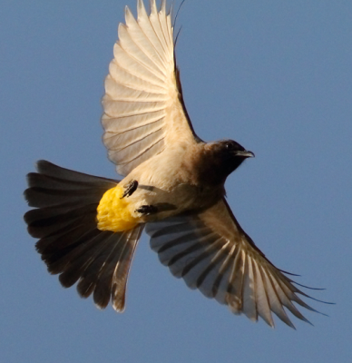 Dark-capped Bulbul