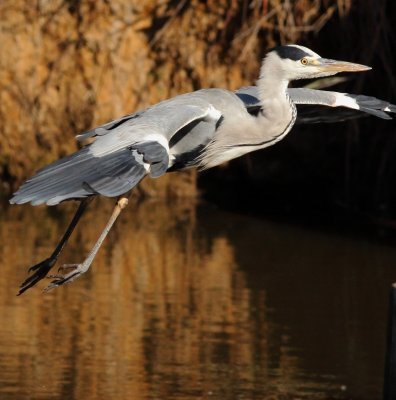 Grey Heron