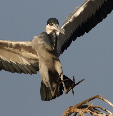 Black-headed Heron