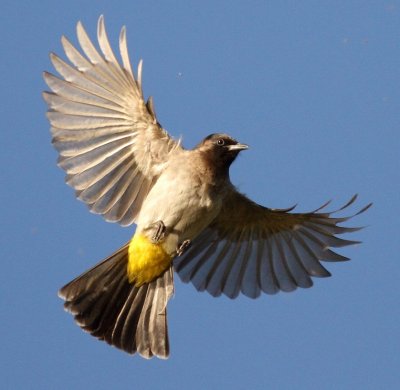 Dark-capped Bulbul