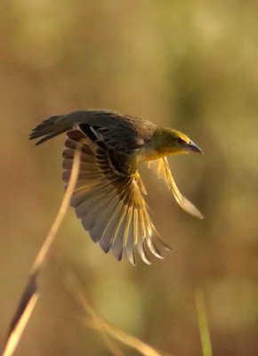 Village Weaver