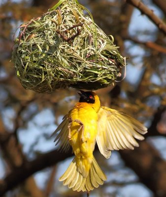 Village Weaver