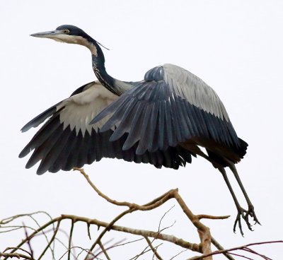Black-headed Heron on a cloudy South African day