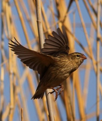 thick-billed_weaver