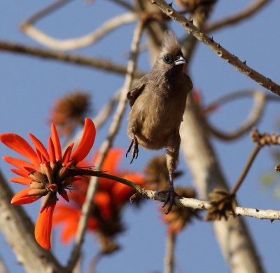 Speckled Mousebird.jpg