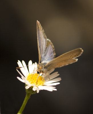 Very small Butterfly 2