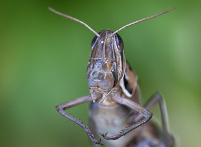 Locust