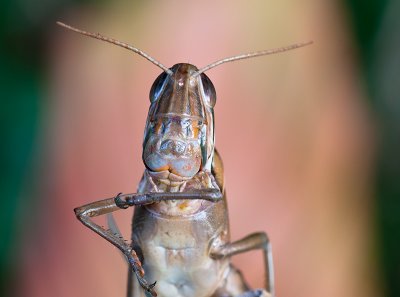 Locust