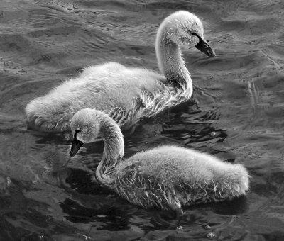 cygnets