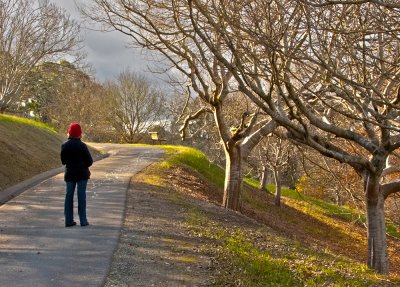 Mt Lofty Botanic Gardens